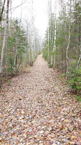 The forest path at Arunachala Ashrama, Nova Scotia