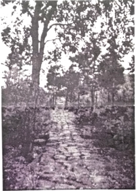 Tree-lined stone path to Skandāsrama