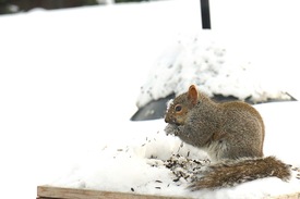 The Winnipeg squirrel emerges into the snow from the safety of its nest. (Photo by Atul Sharma)