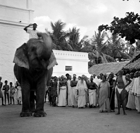 Temple+Elephant+Visiting
