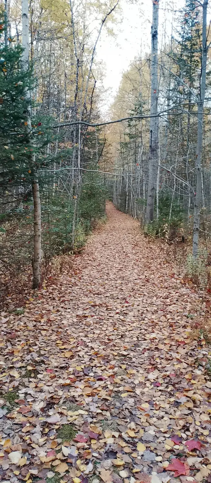 th'path to 'Skandasram' cabin, courtesy Nick.K