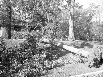 Tree fallen towards the New Shrine